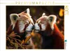 CALVENDO Puzzle Roter Panda - schmusen | 1000 Teile Produktbild-Vorschau 1