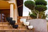 Several planters are arranged on outdoor steps leading up to a house, with a topiary tree in the background. Náhled obrázku produktu