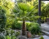 Palma della canapa cinese 130 - 160 cm Trachycarpus Anteprima dell’immagine prodotto 8
