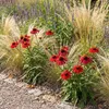 Stauden Gänge 1 x Echinacea purpurea 'Lakota Red' - Roter Produktbild-Vorschau 2