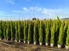 Sunny Tree - Zypresse Cupressus Sempervirens Totem - Produktbild-Vorschau 1