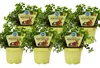 6er-Set Futterpflanzen für Haustiere – Callisia repens – Produktbild-Vorschau 1