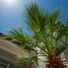 Bloomique - Trachycarpus Fortunei - Chińska palma Podgląd zdjęcia produktu 2