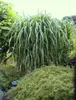 4 x Riesen Chinaschilf, ideal als Hecke und Sichtschutz, Produktbild-Vorschau 1