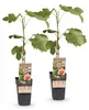 Feigenbaum Ficus carica Brown Turkey 2 Pflanzen Ø15cm 50cm Produktbild-Vorschau 3