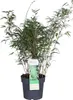 Bloomique - Fargesia rufa - Bambou non traçant - Rustique - Voir les images du produit 1