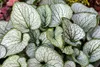 Stauden Gänge 1 x Brunnera macrophylla 'Jack Frost‘ im 1 Produktbild-Vorschau 5