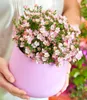 BALDUR Garten 3x Alpin-Rose Cutie Pie®, Pflanzen im 9x9 Produktbild-Vorschau 4