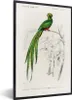 MuchoWow® MuchoWow® Gerahmtes Poster Vogel - Vintage - Produktbild-Vorschau 1