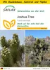 SAFLAX Anzucht Set - Joshua Tree - Yucca brevifolia - 10 Produktbild-Vorschau 1