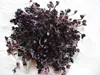 Keimsprossen Rotkohl Produktbild-Vorschau 3