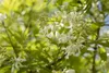 Staphylea colchica, Kolchische Pimpernuss, 60–80 cm Produktbild-Vorschau 7