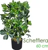 Schefflera Arboricola Plante Arbre Artificielle Artificiel Voir les images du produit 1