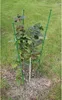 Merco Climber opora pro rostliny délka 150 cm Výška: 75 cm Náhled obrázku produktu 4