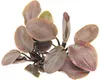 Meebold´s Lagenandra meeboldii Rot Produktbild-Vorschau 1