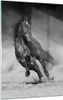 Bilder auf glas - Einteilig - Pferd Galopp dynamisch - Produktbild-Vorschau 1