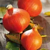 Kürbis Uchiki Kuri, Hokkaidokürbis Produktbild-Vorschau 3