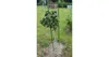 Paletto da giardino 16 Paletto da giardino, 180 cm Anteprima dell’immagine prodotto 2