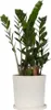 Zamiokulkas - Zamioculcas Emerald - Wysokość 70-80cm - Podgląd zdjęcia produktu 7