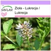 SAFLAX - Zioła - Lukrecja / Lukrecja - 30 Nasiona - Podgląd zdjęcia produktu 10
