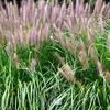 6 x Niedriges Lampenputzergras  - Pennisetum alopecuroides Produktbild-Vorschau 1