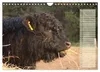 Glückliche Kühe (Wandkalender 2027 DIN A4 quer), CALVENDO Produktbild-Vorschau 10