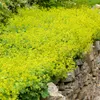 Bloomique - Lot de 3 - Alchemilla Mollis - Alchémille - Voir les images du produit 1