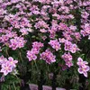 A dense display of pink and white clematis flowers in pots. Anteprima dell’immagine prodotto