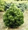 Schlangenhaut-Kiefer ´COMPACT GEM´ 30-40 cm, Cont. 2 l Produktbild-Vorschau 2