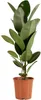 Bloomique - Ficus Elastica Robusta - Gummibaum - Produktbild-Vorschau 1