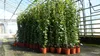4 Stück Efeu Pflanze Hedera helix 180 - 200 cm Pyramide Produktbild-Vorschau 3