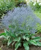 Limonium latifolium, Meerlavendel, blauviolett, ca. 9x9 cm Produktbild-Vorschau 4