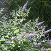 2 x  letný buddleja  - Buddleja 'Lochinch'  | 40-60 cm v Náhľad obrázku produktu 2