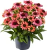 BALDUR Garten 1x Echinacea Evolution, Pflanze im 9x9 Produktbild-Vorschau 4
