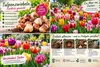 100 Stück Farbenfrohe Tulpenzwiebeln – für ein Produktbild-Vorschau 3