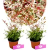 Lot de 2 bambous célestes – Nandina domestica « Twilight » Voir les images du produit 1