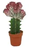 Czerwona Euphorbia lactea 'Cristata', ok. 20 cm – kaktus Podgląd zdjęcia produktu 4