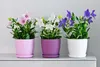 Three potted plants with pink, white, and purple flowers are displayed on a white shelf against a light gray wall. Náhled obrázku produktu