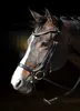 Harry´s Horse Anatomic Rosegold Trense Schwarz Cob Schwarz Produktbild-Vorschau 3