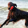 Trixie Dog Activity Aqua Toy MOT-Fun 9 cm Produktbild-Vorschau 10
