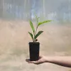 Magnolia Betty 2L Podgląd zdjęcia produktu 11