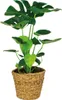 Bloomique - Monstera Deliciosa - Fensterblatt - Produktbild-Vorschau 1