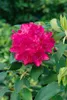 Rhododendron Hybr. 'Renata', rot, 30–40 cm Produktbild-Vorschau 4