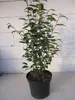 Camellia sasanqua - Herbstblühende Kamilie Produktbild-Vorschau 4