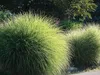 Stauden Gänge 1 x Miscanthus sinensis 'Gracillimus' im 1 Produktbild-Vorschau 5