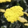 6 plants de millepertuis (Achillea 'Moonshine') | Pot de Voir les images du produit 1