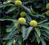 Esskastanie `Doré de Lyon´  (Maronenbaum) 60-80cm im Produktbild-Vorschau 1