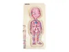 Beleduc Holzpuzzle Junge - Lernspielzeug Körper Anatomie Produktbild-Vorschau 4