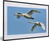 MuchoWow® Gerahmtes Poster Schwan - Vogel - Himmel - Blau Produktbild-Vorschau 1