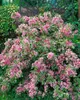 Weigela florida 'Nana Variegata', Weigelie, buntlaubig, Produktbild-Vorschau 14